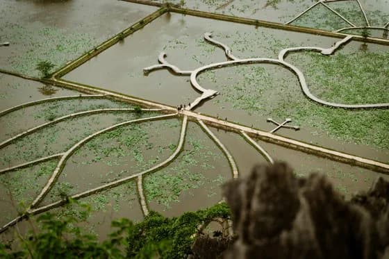 Terraced fields