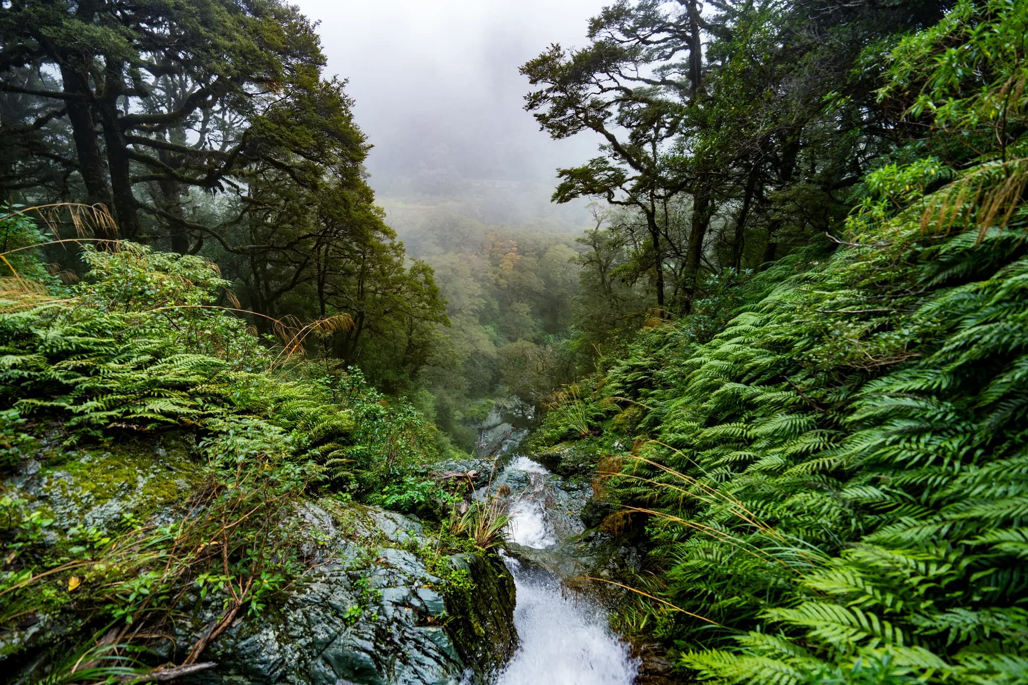 Waterfall in a fern gully